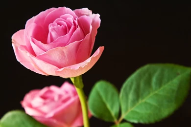 Best Pink Roses Wallpapers