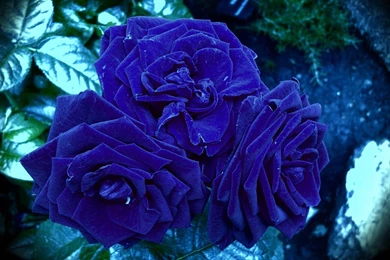 Purple Rose HD Wallpapers nature.jpg