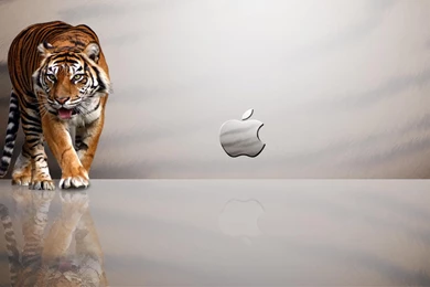 2560 x 1440 com apple mac tiger wallpaper hd (1) « Southern Tigers ...