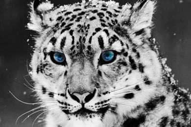 Wallpapers Mac Os X Snow Leopard Homepage With Blue Eyes 2560x1440 ...