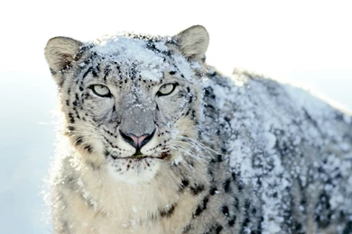 Mac Os Snow Leopard Wallpapers 2560x1440