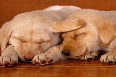 Animals Widescreen Wallpapers   Animals Wallpapers (2757926)   Fanpop