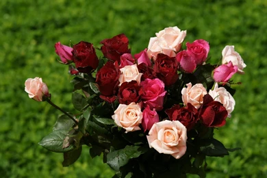 Roses Widescreen Wallpapers