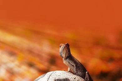 iPhone 5 Wallpapers Iguana