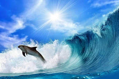 Dolphin HD Wallpapers   , New Wallpapers, New Wallpapers
