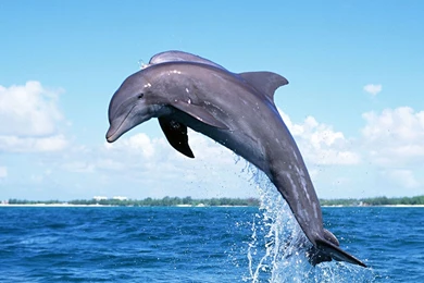 Dolphin Wallpapers