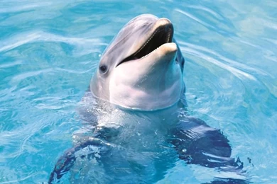 Dolphin HD HD Desktop Wallpapers : Widescreen : High Definition ...