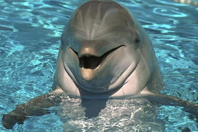 Dolphins Water Animals Hd Wallpapers   (