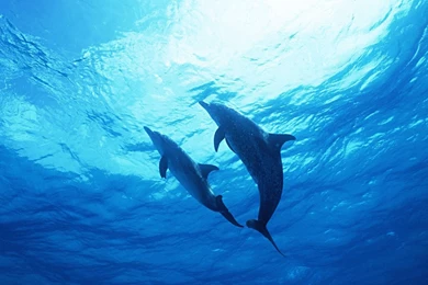 Dolphin Wallpapers   HD Wallpapers Pretty