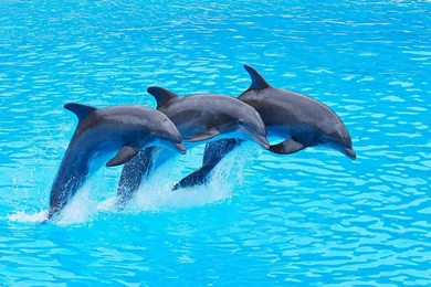 Dolphin Wallpapers Photography   Wallpapers