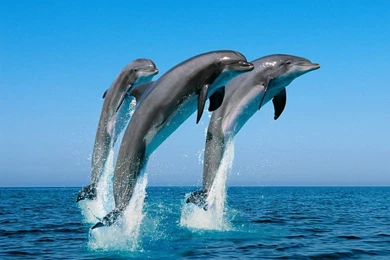 Cute Dolphins Clipart   Wallpaper.