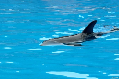 Dolphin Wallpapers   Barbaras HD Wallpapers