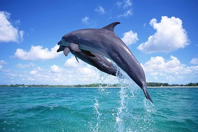 Desktop dolphin fishwallpaper.jpg