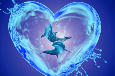 Dolphin Heart   (