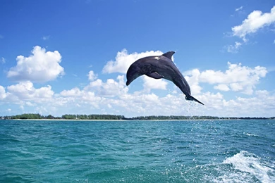 Dolphin Wallpapers Image