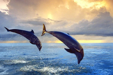 Gallery For   Dolphin High Resolution Wallpapers