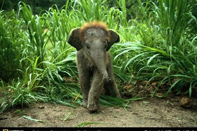 Asian Elephant Picture, Asian Elephant Desktop Wallpaper, Free ...