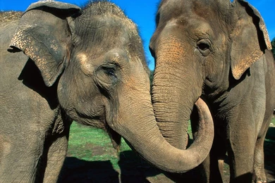 The Big Asian Elephant   Wild Animals   Free Desktop Wallpapers ...