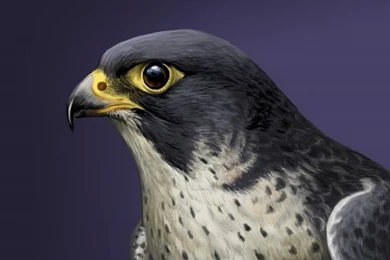 Peregrine Falcon Wallpapers