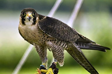 Peregrine Falcon Habitat Wallpaper.