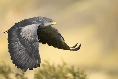 Peregrine Falcon Wallpaper.