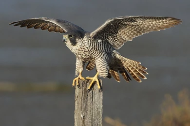 Peregrine Falcon