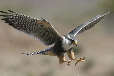 Peregrine Falcon