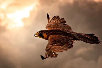 InterfaceLIFT Wallpaper: Take Flight