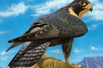 Peregrine Falcon , Ego Guiotto Wildlife Paintings Wallpapers 2 ...