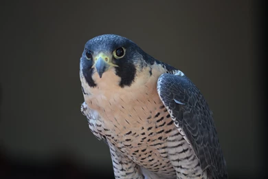 Peregrine Falcon   (