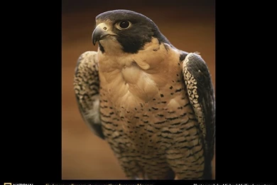 Peregrine Falcon Picture, Peregrine Falcon Desktop Wallpaper, Free ...