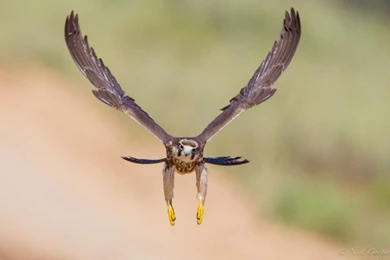 Peregrine Falcons Can Be Found Almost Everywhere On Earth. A ...