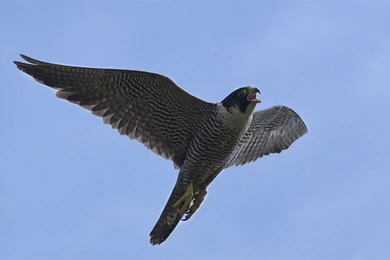 Peregrine Falcon   Study By Windfalcon On DeviantArt