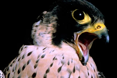 Animals: Peregrine Falcon, Picture Nr. 15279