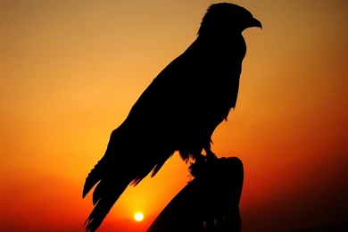 Desktop hd different pictures of birds.jpg