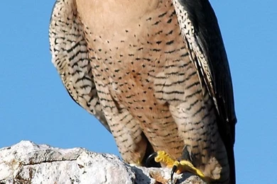 600x900px 147.48 KB Peregrine Falcon