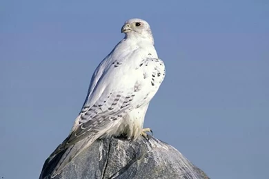 The White Peregrine Falcon   (