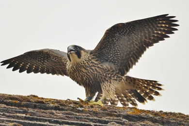 Peregrine Falcon Bird Predator Peregrinus Hd Wallpapers