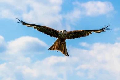 Peregrine Falcon On The Blue Sky Uhd Wallpapers Ultra High ...