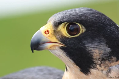 Peregrine Falcons Birds Wallpaper.