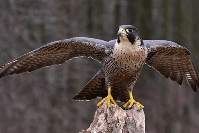 Peregrine Falcon