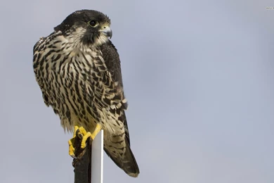 Peregrine Falcon Wallpapers   Animal Wallpapers