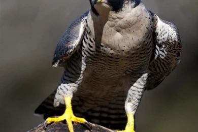 Awesome Birds Photography By Jen St. Louis