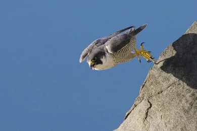Male Peregrine Falcon Taking Flight