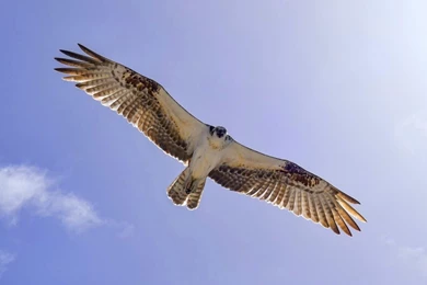 Peregrine Falcon Hunting Wallpapers 27350