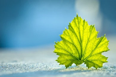 Green Leaves With Blue Backgrounds Wallpapers Free Green Leaves With ...