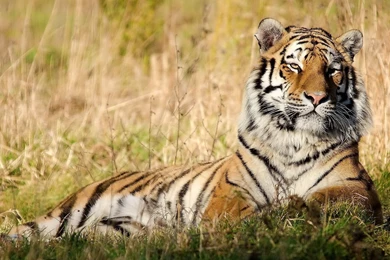 Cool Tiger Wallpapers For Desktop   HD Wallpapers