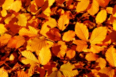 Fall Leaf Hd Wallpapers Hd Wallpapers Inn