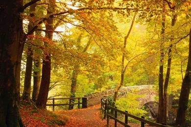 Gallery For   Autumn Wallpapers Hd Iphone