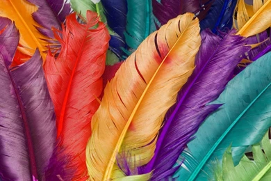 Multi Colours Wallpapers   HD Images New